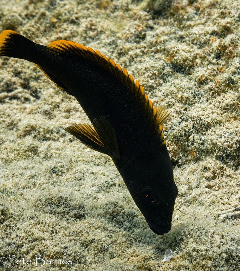 Melanochromis melanopterus 'Mumbo Island'